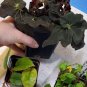 "SUPER DEAL" Begonia âBlack Trufflesâ - 4 inch pot RARE Nice BIG Plants