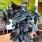 "SUPER DEAL" Begonia âBlack Trufflesâ - 4 inch pot RARE Nice BIG Plants