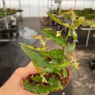 Begonia amphioxus polka dot 2 Starter Plants