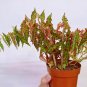 Begonia amphioxus polka dot 2 Starter Plants