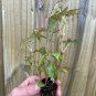 Begonia amphioxus polka dot 2 Starter Plants