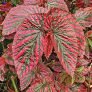 Begonia Brevirimosa "Exotica" 2 Starter Plants FREE SHIPPING