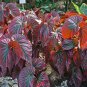 Begonia Brevirimosa "Exotica" 2 Starter Plants FREE SHIPPING