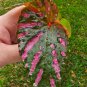 Begonia Brevirimosa "Exotica" 2 Starter Plants FREE SHIPPING