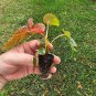 Begonia Brevirimosa "Exotica" 2 Starter Plants FREE SHIPPING