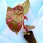 Begonia Brevirimosa "Exotica" 2 Starter Plants FREE SHIPPING