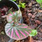 Begonia Brevirimosa "Exotica" 2 Starter Plants FREE SHIPPING