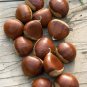 Best 1/2 Chinese/Hybrid Chestnut Trees 12-16" Tall Live Buckeyes Plants Castanea