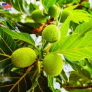 Big Breadfruit (Artocarpus altilis) Pana Pen (10in to 2 ft) live fruit tree Big Breadfruit (Artocarpus altilis) Pana Pen (10in to 2 ft) live fruit tree
