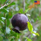 Black Pomegranate (Punica granatum) live plant (10in 2ft) Black Pomegranate (Punica granatum) live plant (10in 2ft)