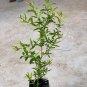Black Pomegranate (Punica granatum) live plant (10in 2ft)