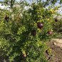 Black Pomegranate (Punica granatum) live plant (10in 2ft)