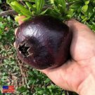 10 Black Pomegranate Seeds (Punica granatum)