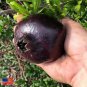 10 Black Pomegranate Seeds (Punica granatum)