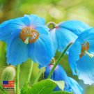 Blue Poppy Himalayan Blue 100 Seeds Meconopsis Perennial Flowering Home Garden Blue Poppy Himalayan Blue 100 Seeds Meconopsis Perennial Flowering Home Garden