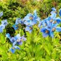 Blue Poppy Himalayan Blue 100 Seeds Meconopsis Perennial Flowering Home Garden