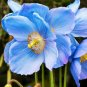 Blue Poppy Himalayan Blue 100 Seeds Meconopsis Perennial Flowering Home Garden
