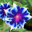 20 Blue Zebra striped Morning Glory Flower seeds Plus Free Gift