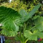2 Borneo King Elephant Ear - Alocasia - Live Starter Plants