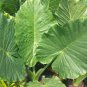 2 Borneo King Elephant Ear - Alocasia - Live Starter Plants