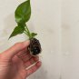 2 Borneo King Elephant Ear - Alocasia - Live Starter Plants