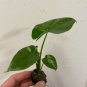 2 Borneo King Elephant Ear - Alocasia - Live Starter Plants