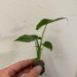 2 Borneo King Elephant Ear - Alocasia - Live Starter Plants