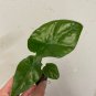 2 Borneo King Elephant Ear - Alocasia - Live Starter Plants