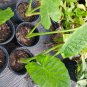 2 Borneo King Elephant Ear - Alocasia - Live Starter Plants