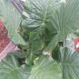 2 Borneo King Elephant Ear - Alocasia - Live Starter Plants