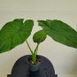 2 Borneo King Elephant Ear - Alocasia - Live Starter Plants