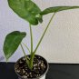 2 Borneo King Elephant Ear - Alocasia - Live Starter Plants