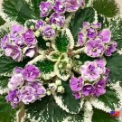 Buckeye seductress African violet 2 starter plants FREE SHIPPING Buckeye seductress African violet 2 starter plants FREE SHIPPING