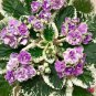 Buckeye seductress African violet 2 starter plants FREE SHIPPING