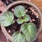 Buckeye seductress African violet 2 starter plants FREE SHIPPING