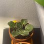 Buckeye seductress African violet 2 starter plants FREE SHIPPING
