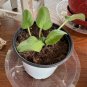 Buckeye seductress African violet 2 starter plants FREE SHIPPING