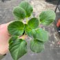 Buckeye seductress African violet 2 starter plants FREE SHIPPING