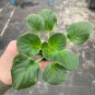 Buckeye seductress African violet 2 starter plants FREE SHIPPING