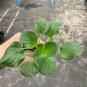 Buckeye seductress African violet 2 starter plants FREE SHIPPING