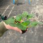Buckeye seductress African violet 2 starter plants FREE SHIPPING