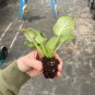 Buckeye seductress African violet 2 starter plants FREE SHIPPING