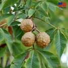Rare Ohio Buckeye Trees 6-12" Tall Live Plant Aesculus glabra Willd Free Shipping Rare Ohio Buckeye Trees 6-12" Tall Live Plant Aesculus glabra Willd Free Shipping