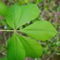 Rare Ohio Buckeye Trees 6-12" Tall Live Plant Aesculus glabra Willd Free Shipping