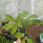 Rare Ohio Buckeye Trees 6-12" Tall Live Plant Aesculus glabra Willd Free Shipping
