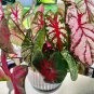 6 Caladiums Random Mix Bulbs Colourfull House Plants