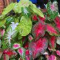 6 Caladiums Random Mix Bulbs Colourfull House Plants