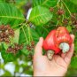 25 up Live Cashew seeds for growing Rare Anacardium occidentale