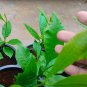 25 up Live Cashew seeds for growing Rare Anacardium occidentale