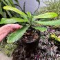 25 up Live Cashew seeds for growing Rare Anacardium occidentale
